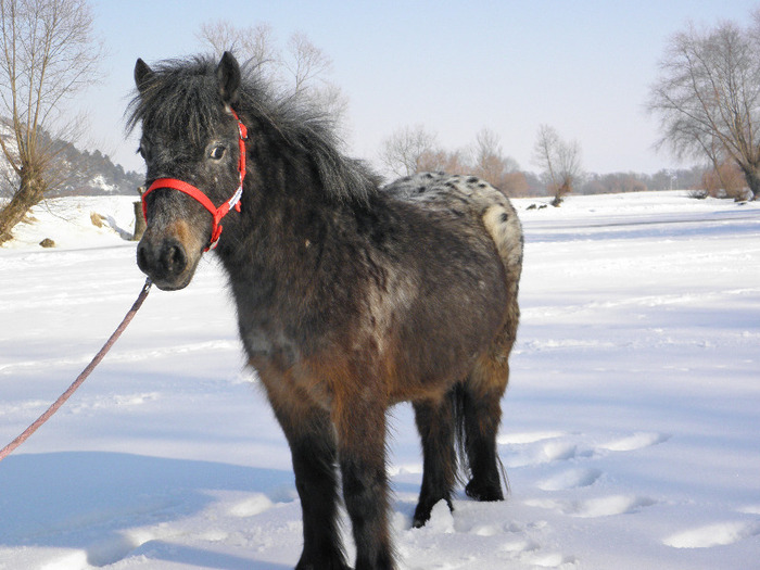 P2220390 - VANZARI PONEI 1