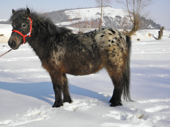 P2220396 - VANZARI PONEI 1