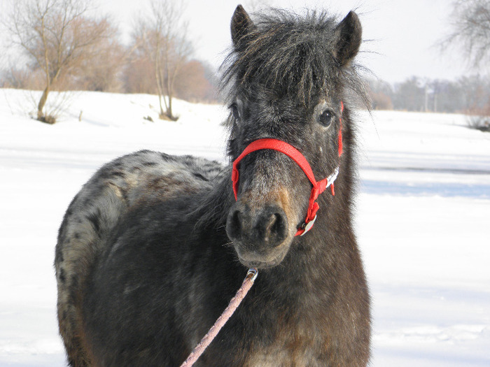 P2220398 - VANZARI PONEI 1