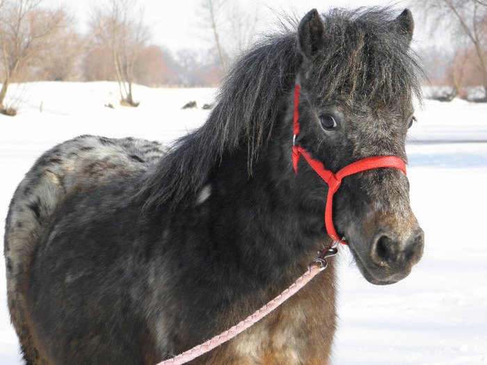 P2220399 - VANZARI PONEI 1