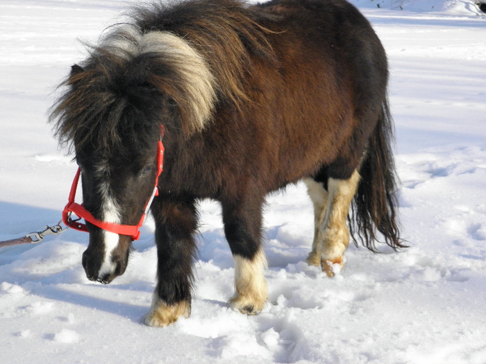 P2220426 - VANZARI PONEI 1