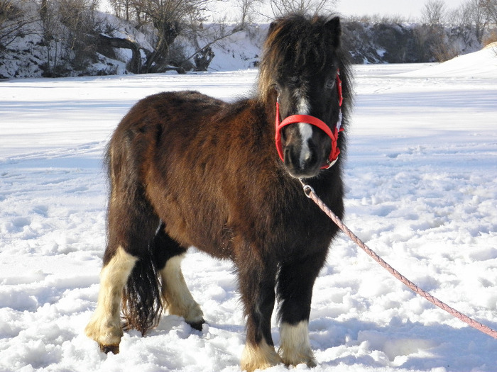 P2220402 - VANZARI PONEI 1