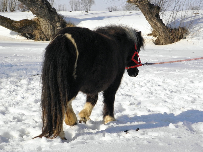 P2220404 - VANZARI PONEI 1