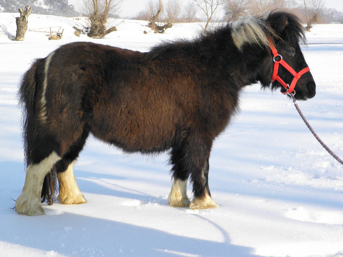 P2220408 - VANZARI PONEI 1