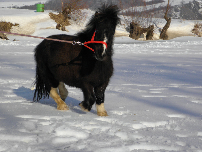 P2220413 - VANZARI PONEI 1