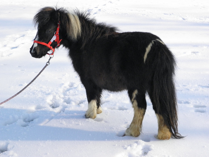 P2220420 - VANZARI PONEI 1