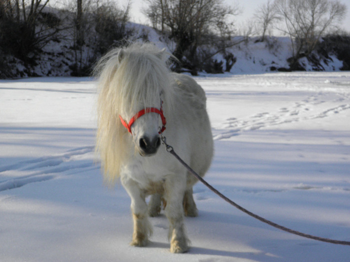 P2220455 - VANZARI PONEI 1