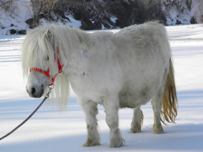 P2220468 - VANZARI PONEI 1