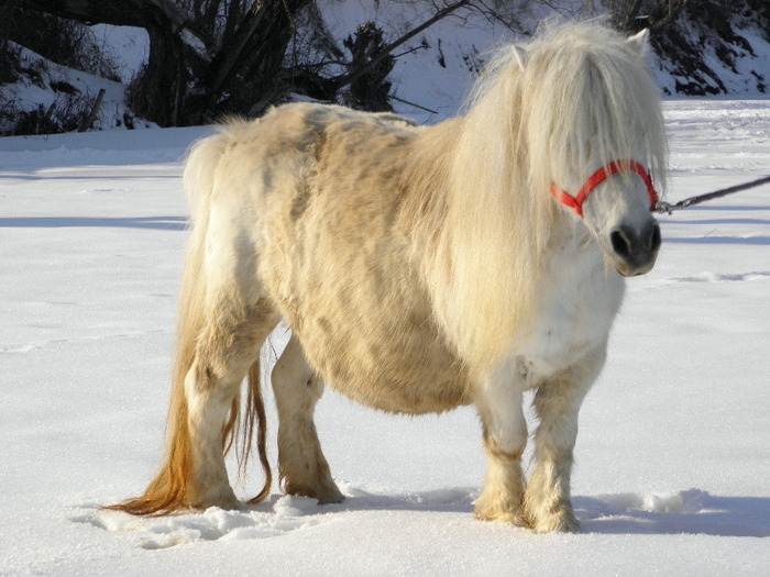 P2220469 - VANZARI PONEI 1