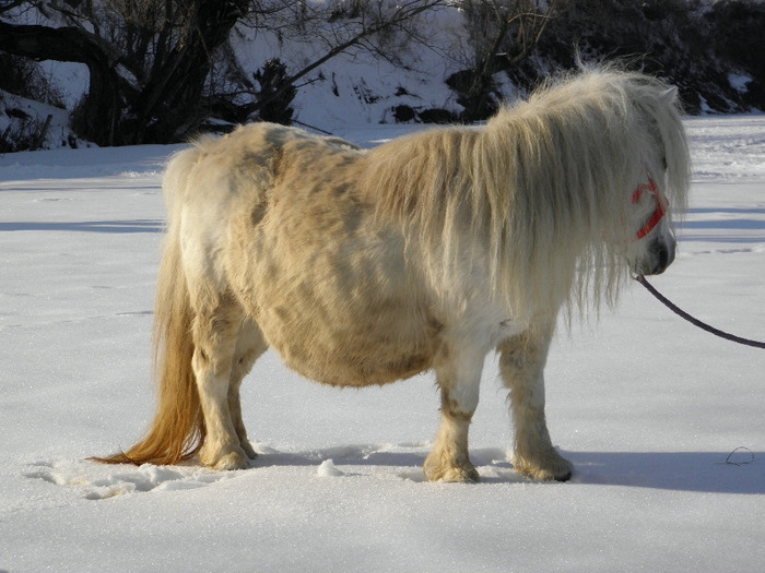 P2220470 - VANZARI PONEI 1