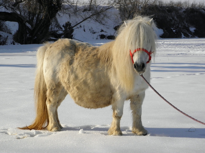 P2220471 - VANZARI PONEI 1