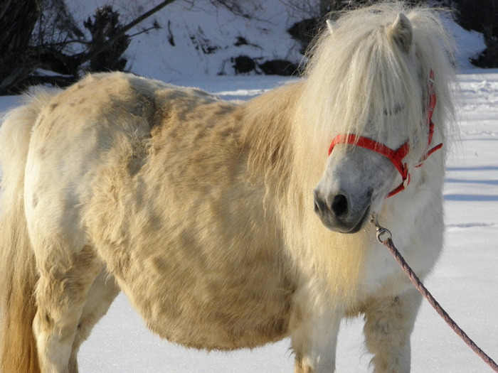 P2220474 - VANZARI PONEI 1