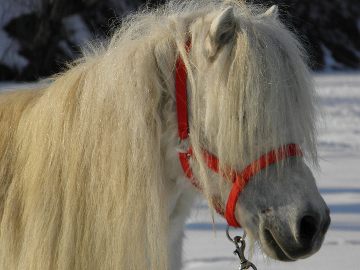 P2220475 - VANZARI PONEI 1