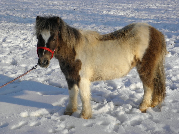 P2220514 - VANZARI PONEI 1