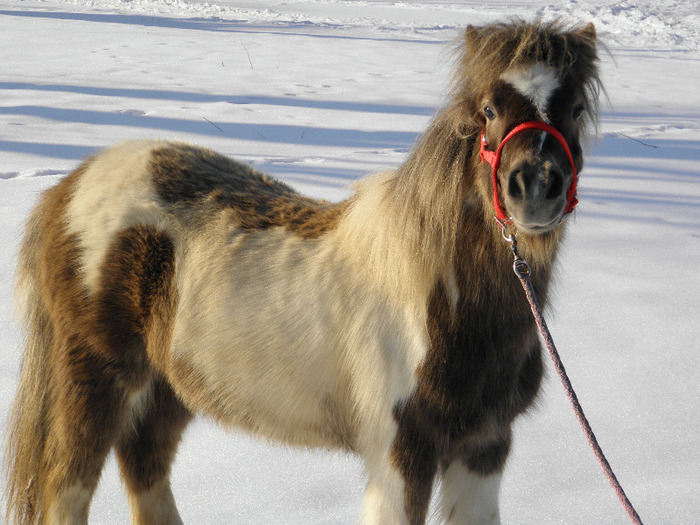 P2220478 - VANZARI PONEI 1