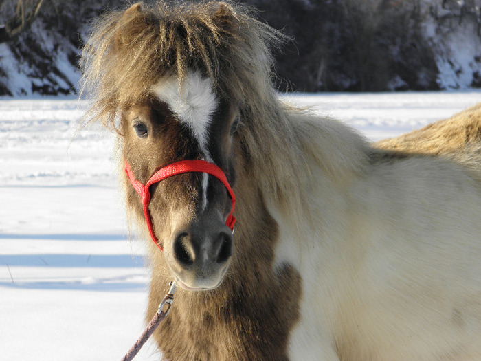 P2220480 - VANZARI PONEI 1