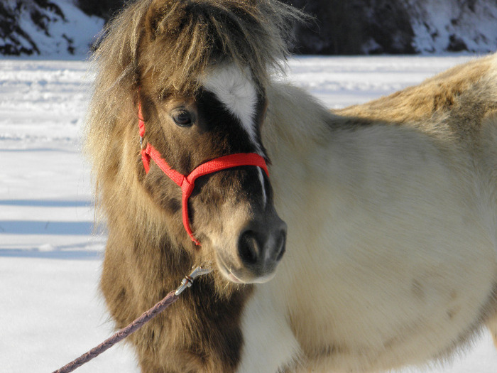 P2220482 - VANZARI PONEI 1