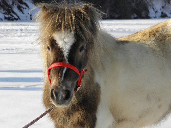 P2220483 - VANZARI PONEI 1