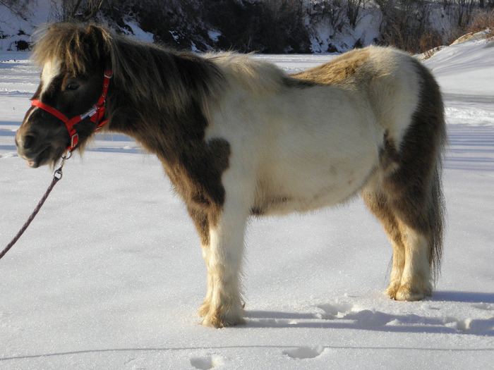 P2220484 - VANZARI PONEI 1