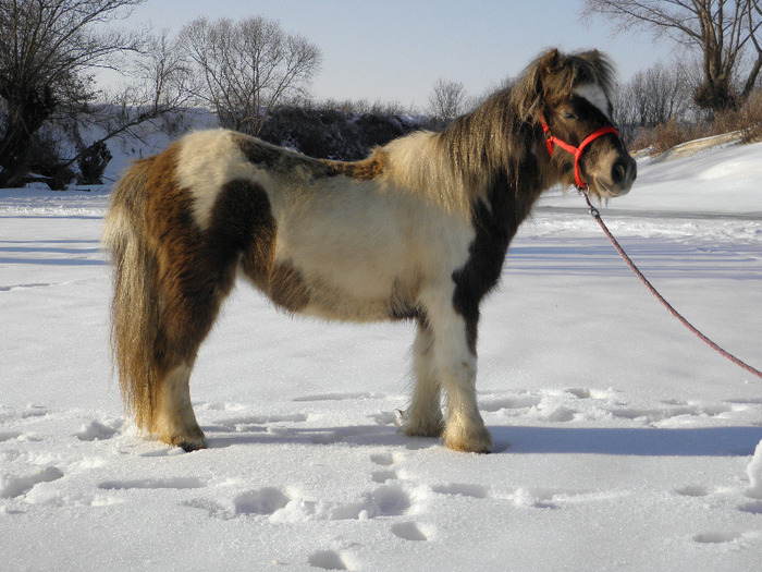 P2220488 - VANZARI PONEI 1