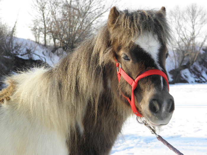 P2220497 - VANZARI PONEI 1