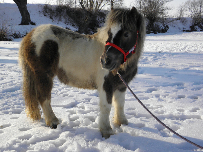 P2220504 - VANZARI PONEI 1