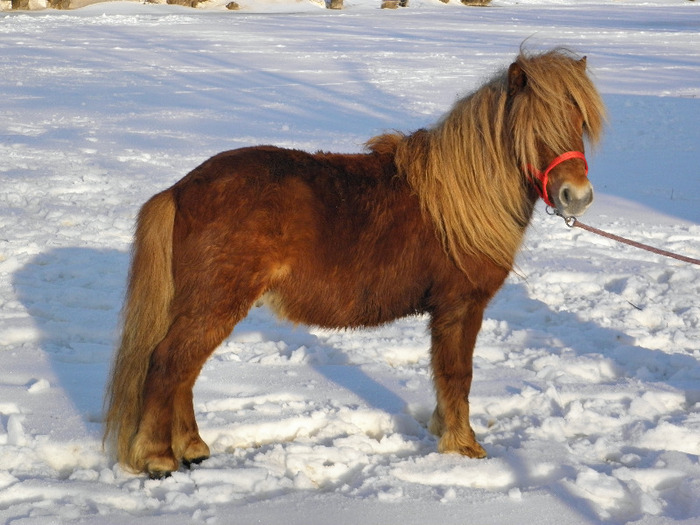 P2220568 - VANZARI PONEI 1