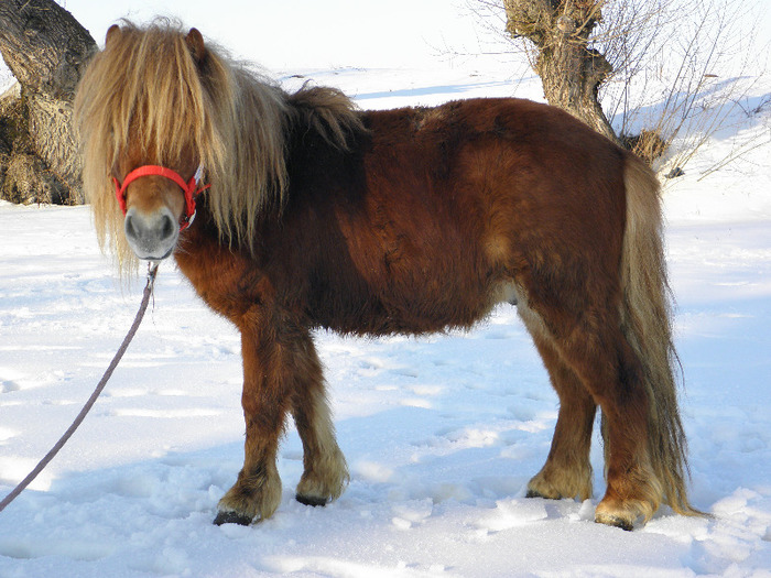 P2220527 - VANZARI PONEI 1