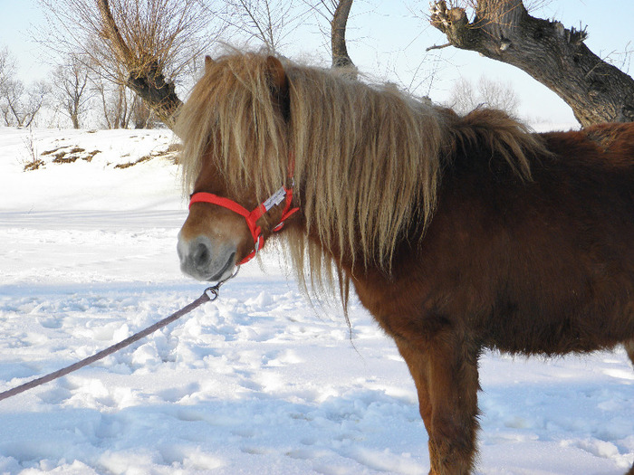 P2220536 - VANZARI PONEI 1