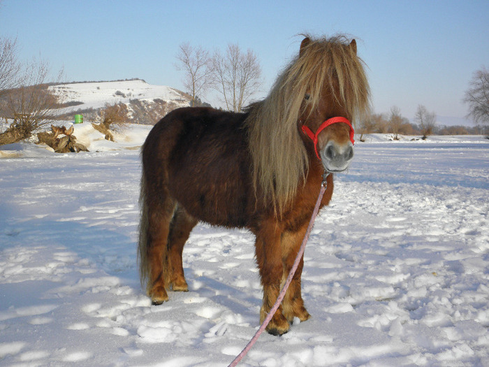 P2220542 - VANZARI PONEI 1