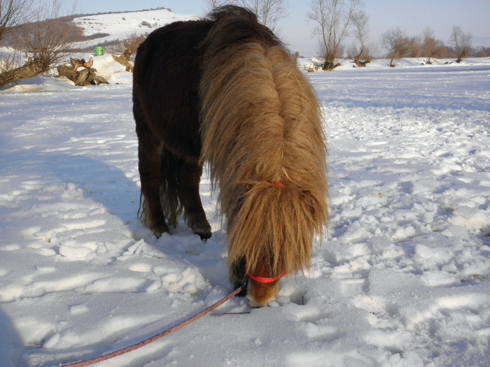 P2220545 - VANZARI PONEI 1