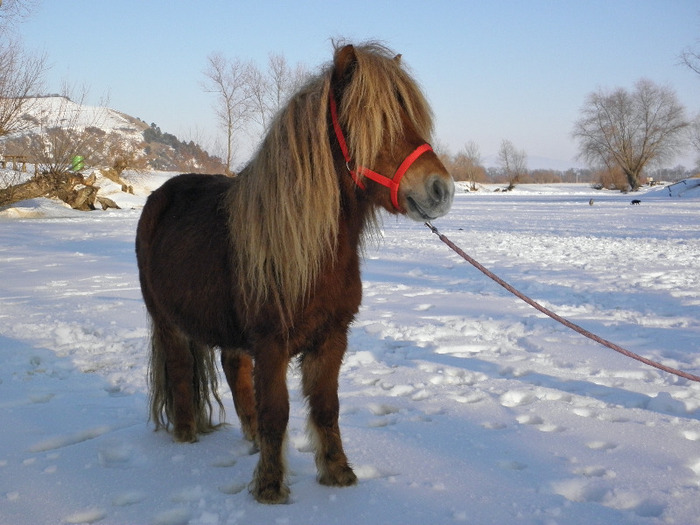 P2220552 - VANZARI PONEI 1