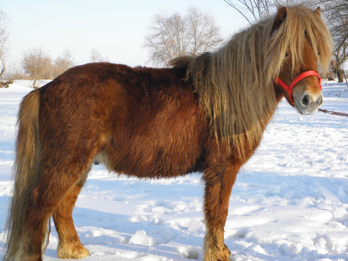 P2220554 - VANZARI PONEI 1