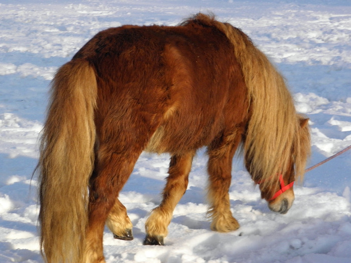 P2220560 - VANZARI PONEI 1