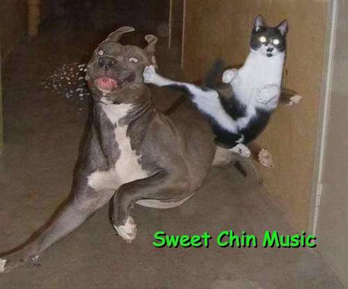 HBK V.2 Sweet Chin Music - WWE Funny