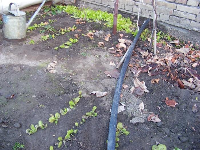 100_5795 - Februarie 2012