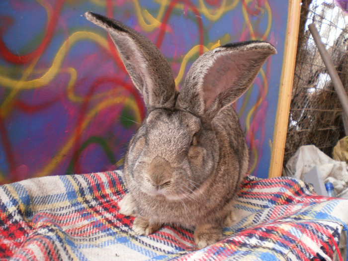 P2220287 - a  mascul ug