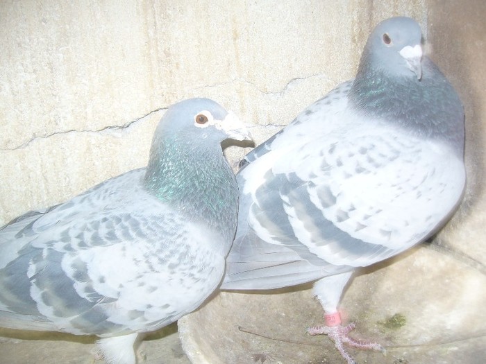 turbo+herbos 894058.08 - porumbei fond si marele fond