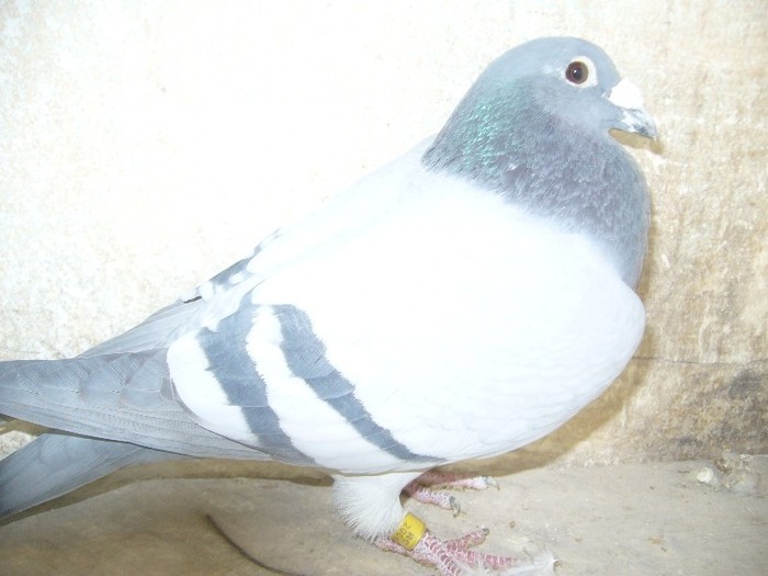 alb str dv chior 546698.06 - porumbei fond si marele fond