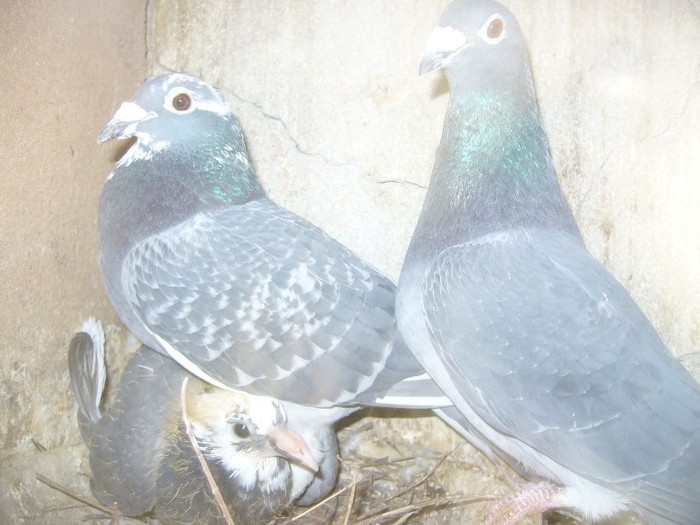 floria loc 3 rika + negru stykel 791012-97 cea mai buna pereche de reproducere fii lor veniti varsov - porumbei fond si marele fond