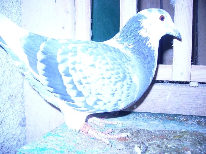 fiica Belgian herbos 724938.09 zburata - porumbei fond si marele fond