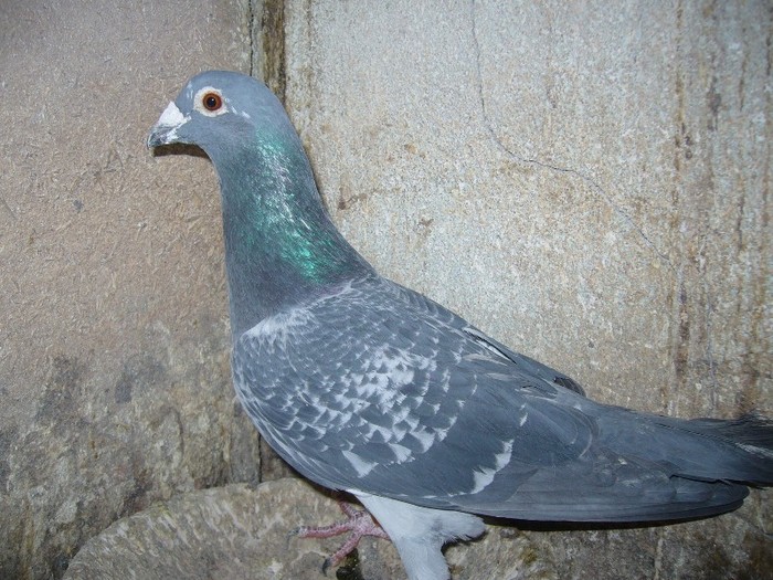 fiu locul 1 rika+fiul ei 729300-09 - porumbei fond si marele fond