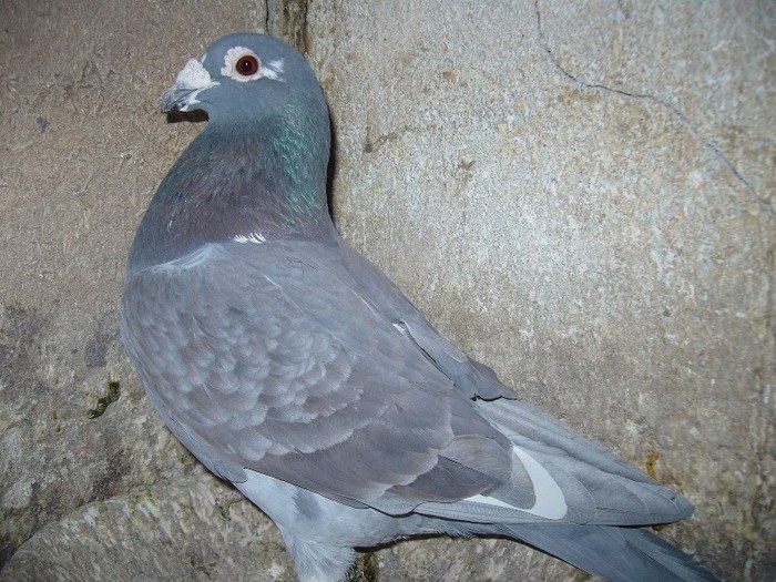 fiu marmuratu 01 zburat toate etapele 2011 - porumbei fond si marele fond