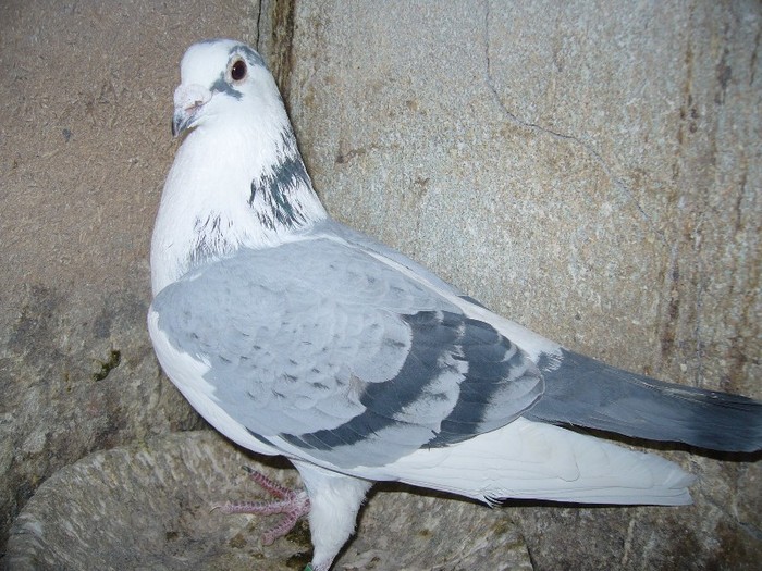 fiu belg+nep coada alba 2043880-2010 - porumbei fond si marele fond