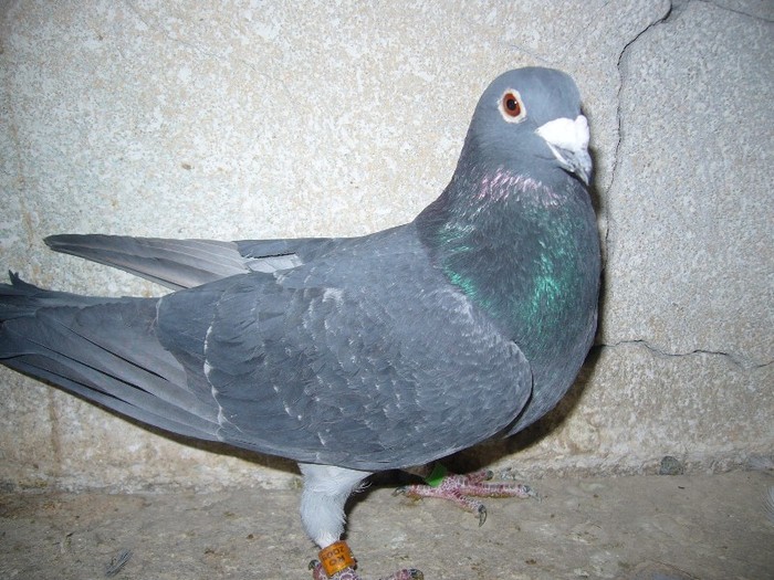 fiu argintiu nepot mandenburg+neagra hung marm 724936-09 - porumbei fond si marele fond