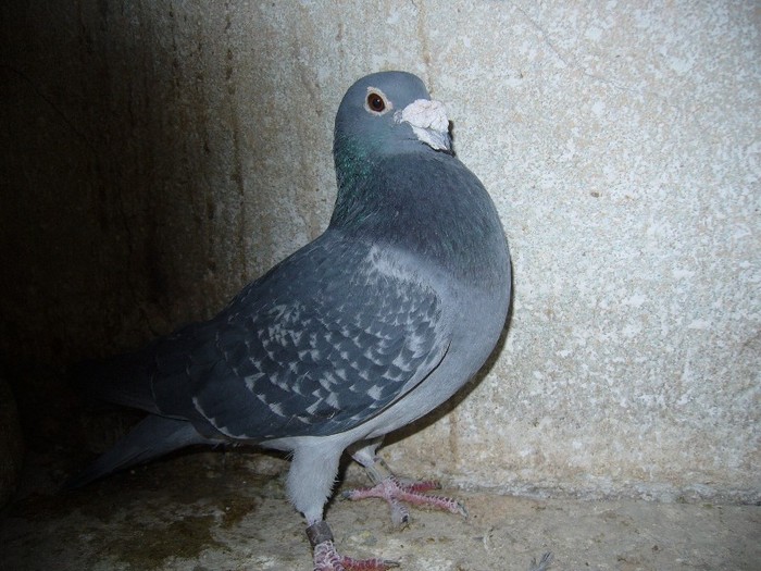 fiu marmuratu zburat toate zborurile peste hotare 724945-09 - porumbei fond si marele fond