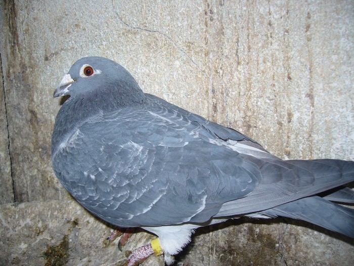 fiu marmuratu zburat toate etapele 729296-09 - porumbei fond si marele fond