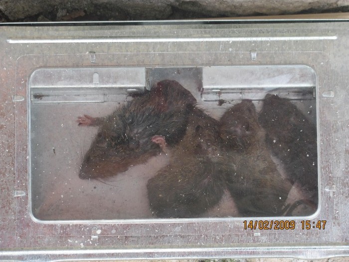 poze 141 - Deratizare SOBOLANI - RATS 2012 in curtea personala- febr
