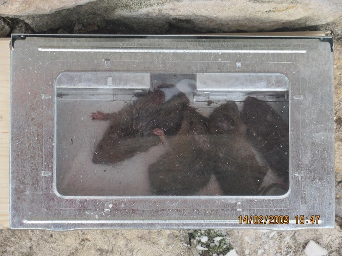 poze 142 - Deratizare SOBOLANI - RATS 2012 in curtea personala- febr