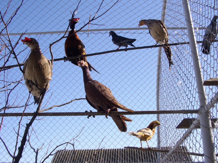 STA41175 - 2 Fazani 2012